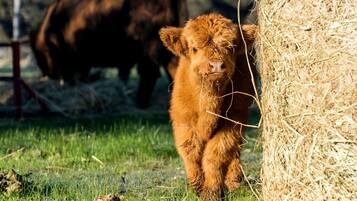 A calf standing next to a hay bale in a grassy field with a cow in the background.