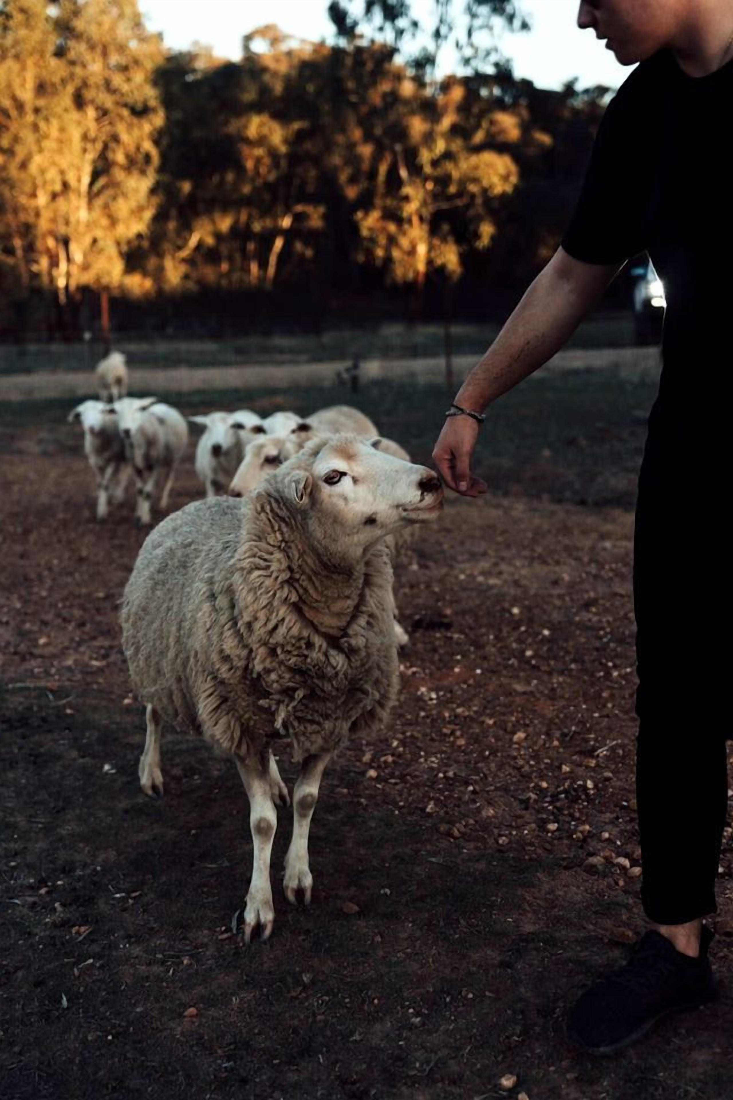 A person interacting with a sheep in an outdoor setting.