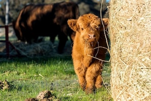 A calf standing next to a hay bale in a grassy field with a cow in the background.