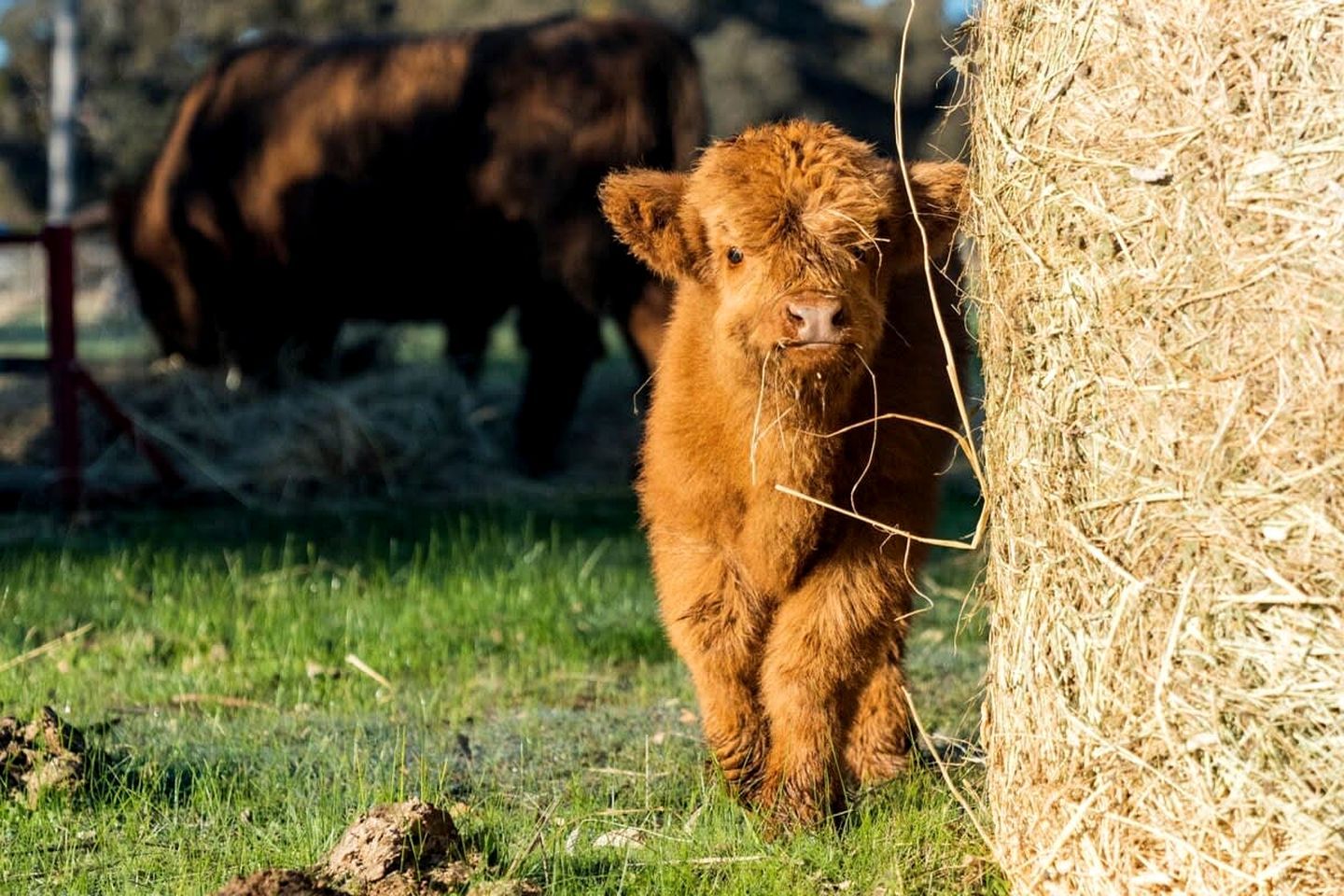 A calf standing next to a hay bale in a grassy field with a cow in the background.
