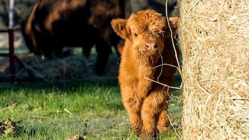 A calf standing next to a hay bale in a grassy field with a cow in the background.