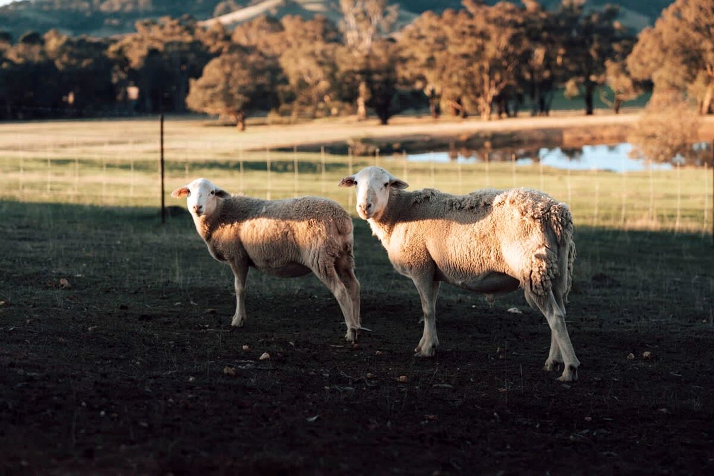 Dos ovejas en un cercado de pasto con un cuerpo de agua y árboles al fondo.