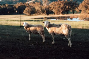Dos ovejas en un cercado de pasto con un cuerpo de agua y árboles al fondo.