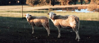 Farm Stay Glamping near the Pyrenees State Forest, Victoria