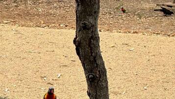 Een boom met vogels die erop en rondom zitten.