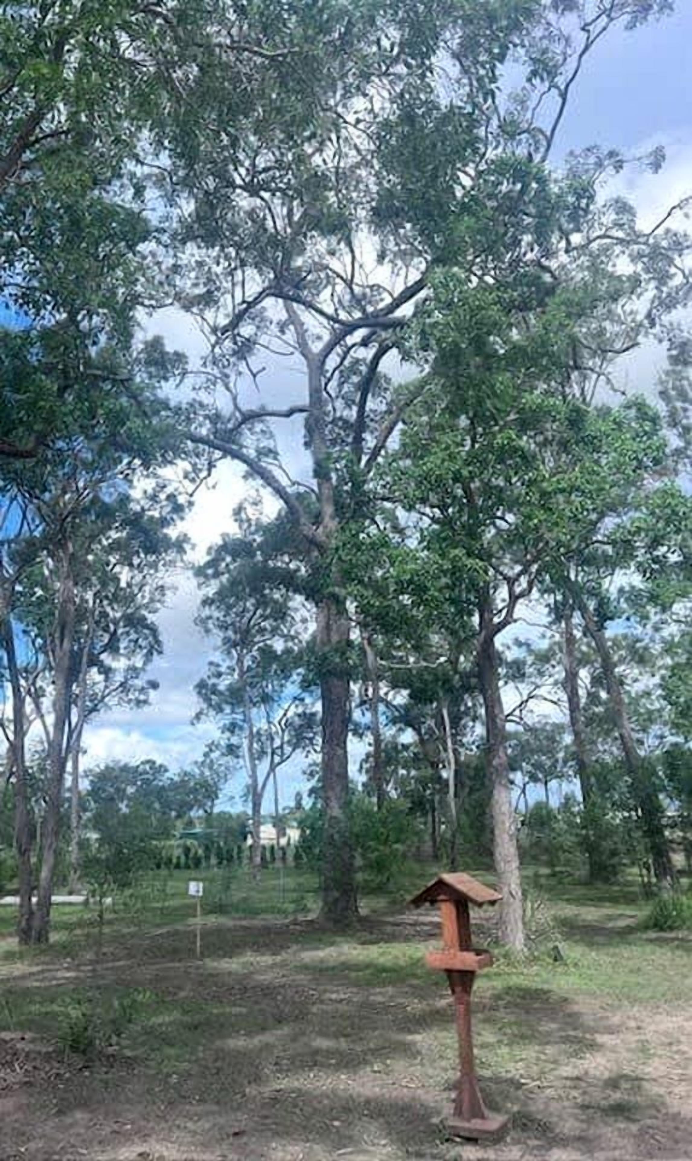 A natural setting with trees and a bird feeder.