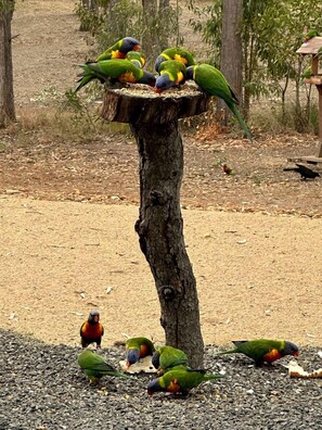 A tree with birds perched on it and on the ground.