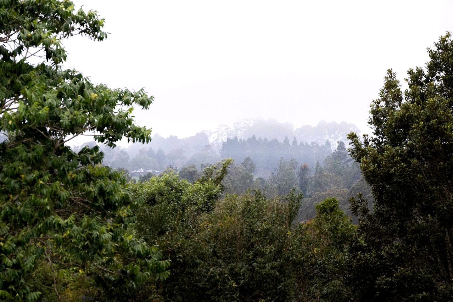 Un bosque frondoso con una variedad de árboles y vegetación.