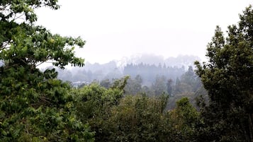 Un bosque frondoso con una variedad de árboles y vegetación.