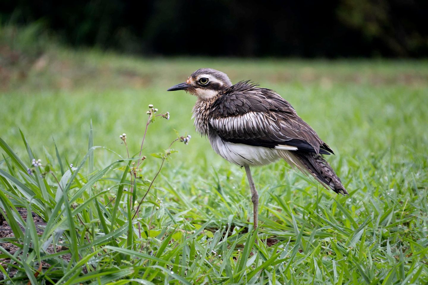Un pájaro posado en un campo cubierto de hierba.