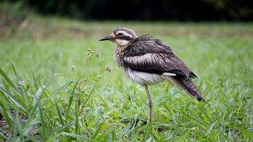 Un pájaro posado en un campo cubierto de hierba.
