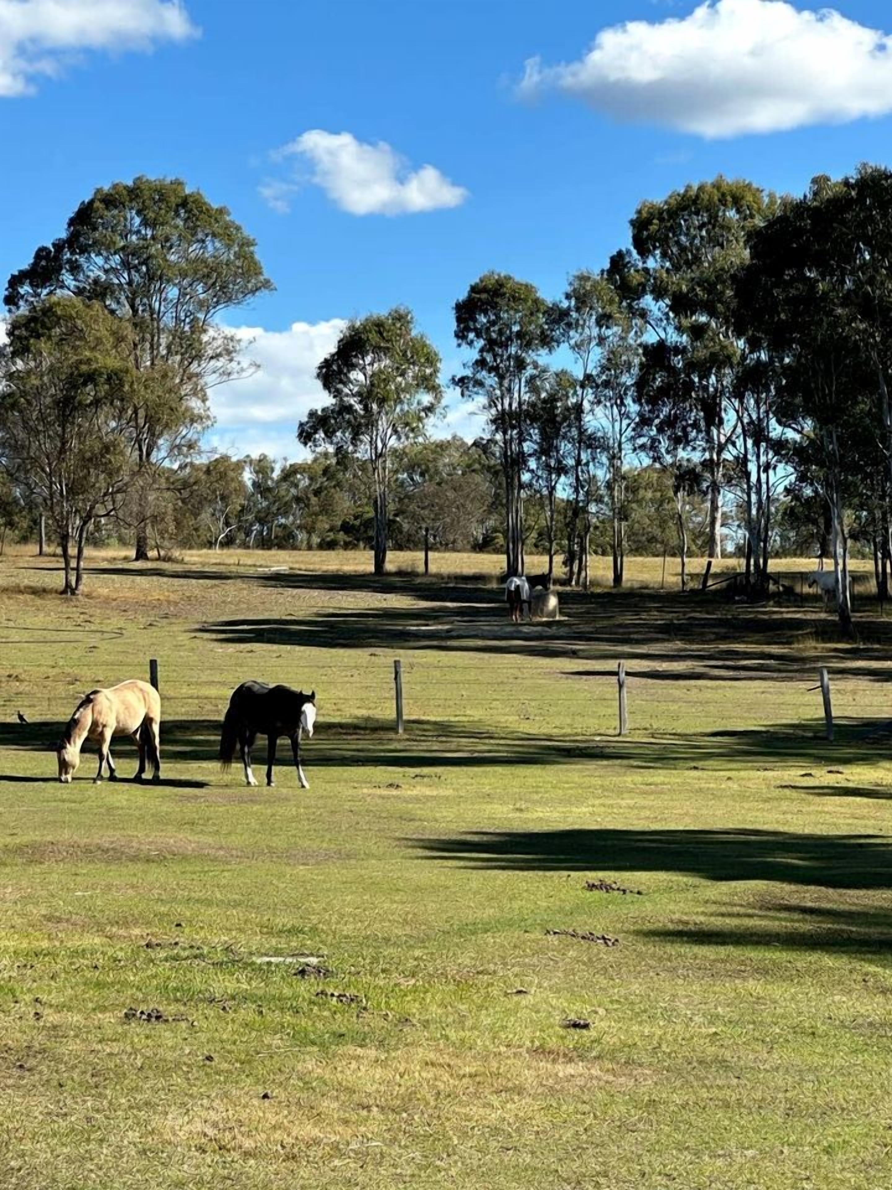 A grassy field with two horses grazing, surrounded by trees and a clear sky.