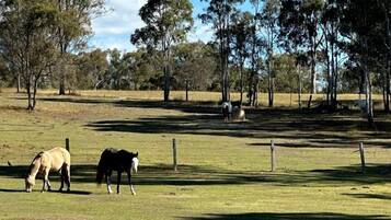 A grassy field with two horses grazing, surrounded by trees and a clear sky.