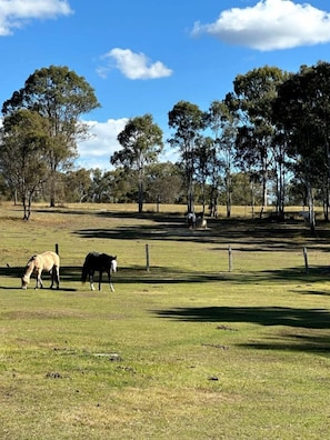 Un campo cubierto de hierba con dos caballos pastando, rodeado de árboles y un cielo despejado.