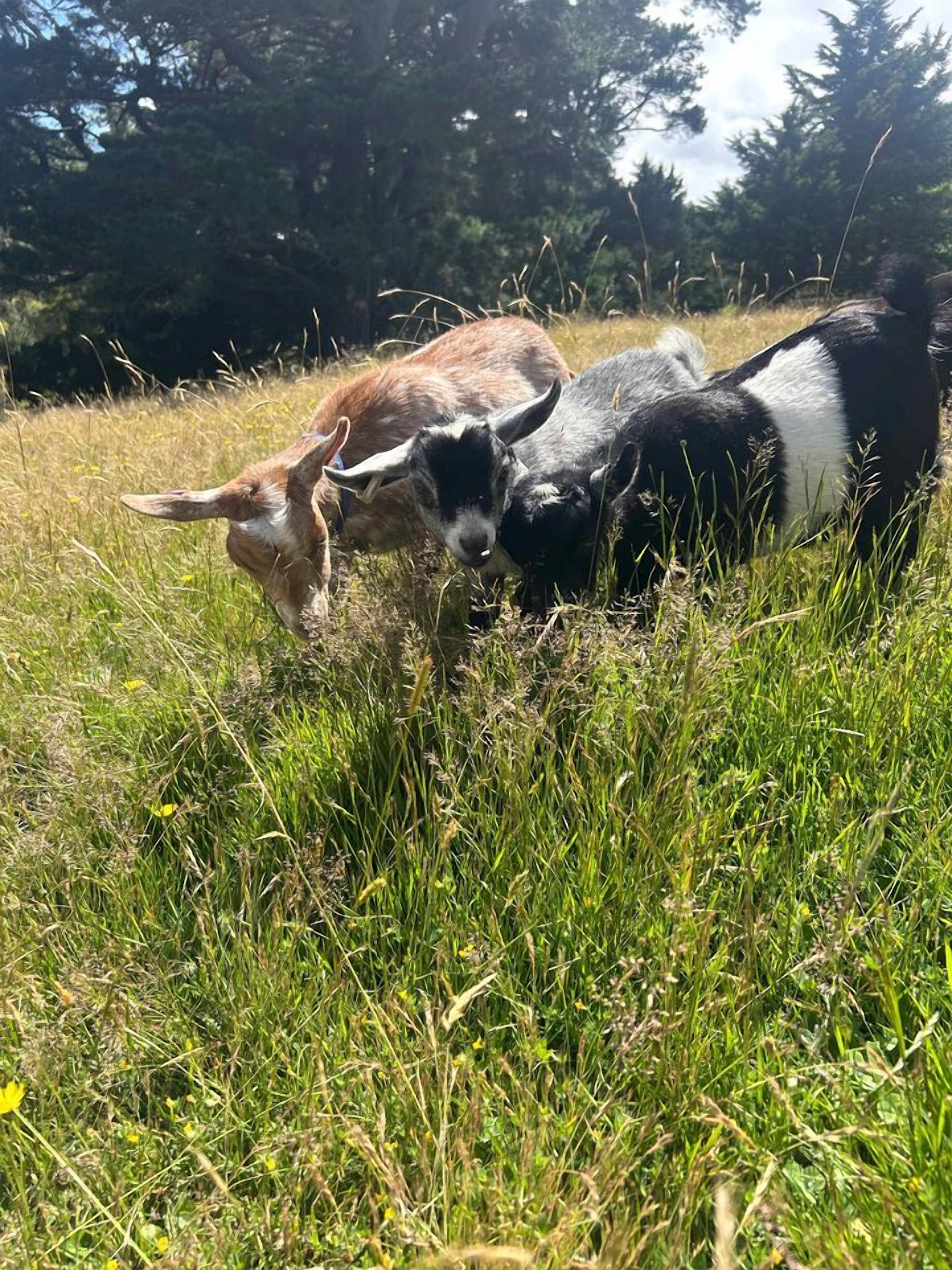 A field with two goats grazing.