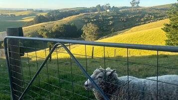 A sheep behind a metal fence with a view of rolling hills and a clear sky.