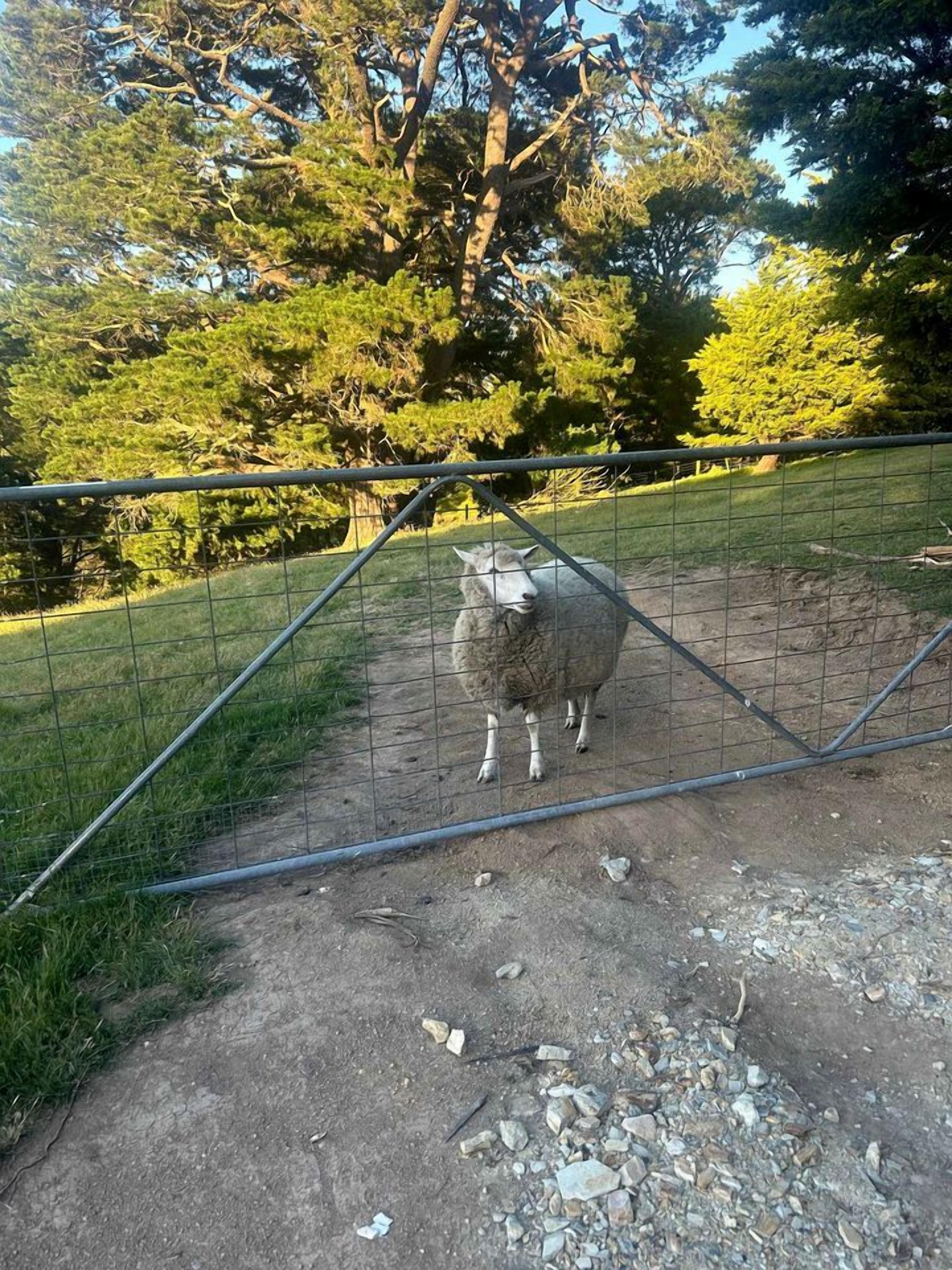 A fenced area with a sheep standing on a dirt path.