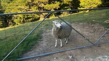 A fenced area with a sheep standing on a dirt path.