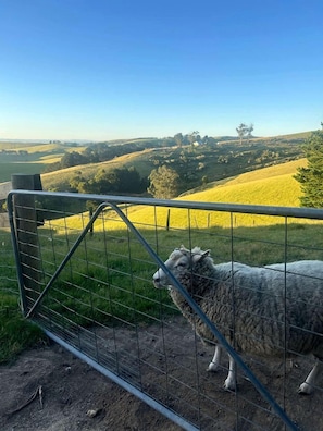 A sheep behind a metal fence with a view of rolling hills and a clear sky.