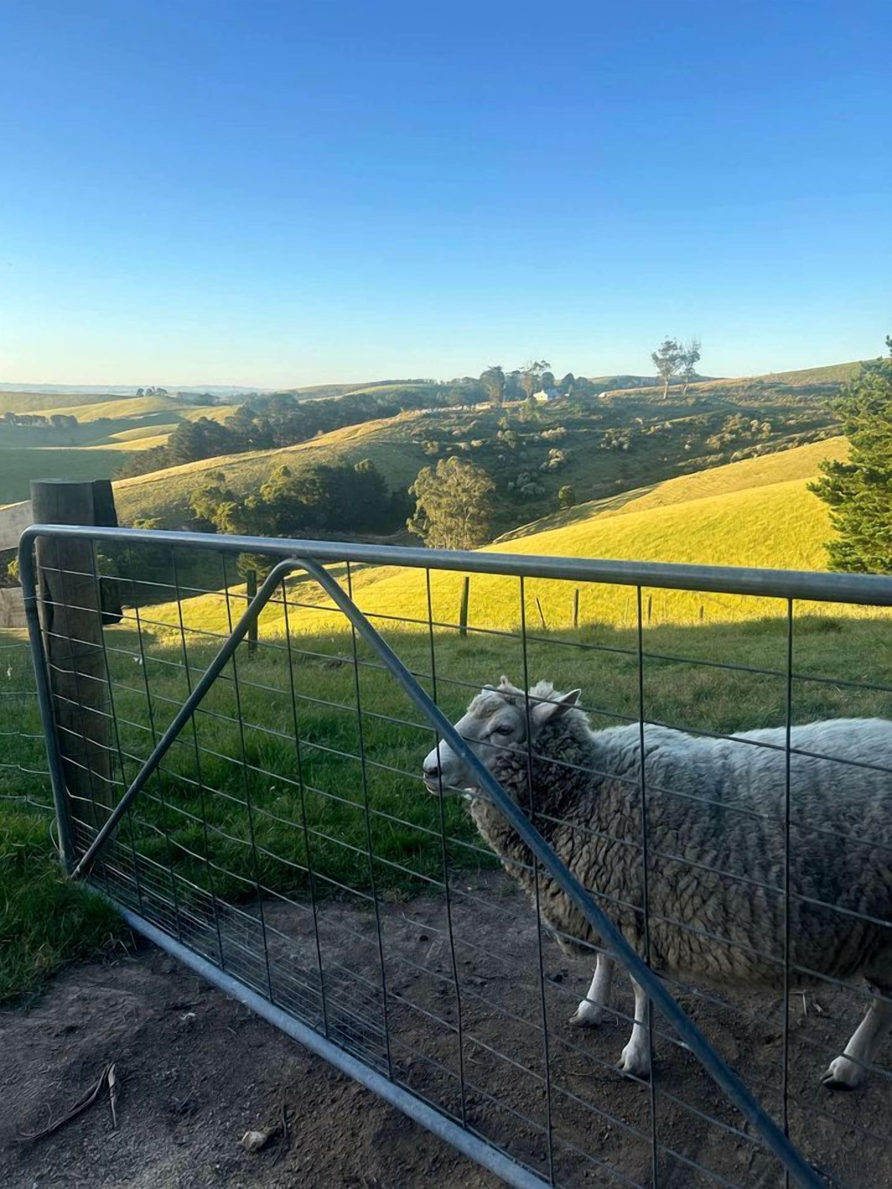 A sheep behind a metal fence with a view of rolling hills and a clear sky.