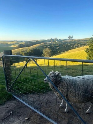 Uma ovelha atrás de uma cerca de metal com vista para colinas ondulantes e céu limpo.