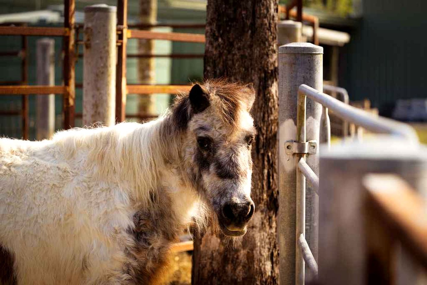 En pony med hvid og brun pels står tæt ved et metalhegn.