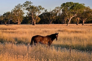 A horse standing in a field with trees in the background. - Cozy Tiny House with Firepit Under Starry Skies in Maindample, Australia (Maindample)