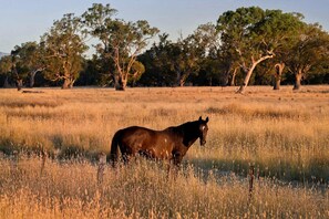 A horse standing in a field with trees in the background.