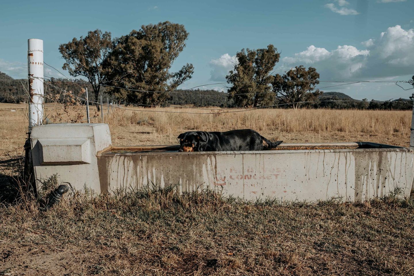 Une barrière en béton sur laquelle est posé un chien, entourée d’herbe sèche et d’arbres, dans un paysage rural.