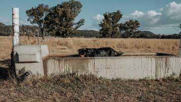 Une barrière en béton sur laquelle est posé un chien, entourée d’herbe sèche et d’arbres, dans un paysage rural.