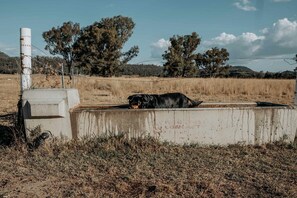 A concrete barrier with a dog resting on it, surrounded by dry grass and trees in a rural setting. - Cozy Secluded Tiny House in Warialda, New South Wales (Warialda)