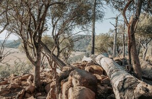 A natural landscape with trees, rocks, and a fallen tree trunk. - Cozy Secluded Tiny House in Warialda, New South Wales (Warialda)