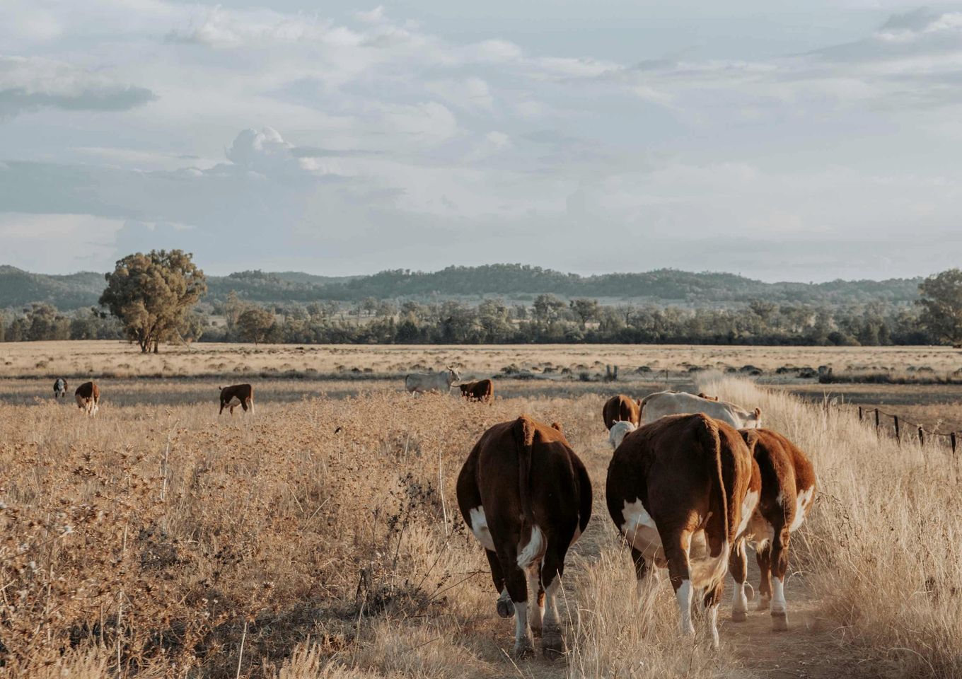 A rural landscape with cattle grazing in a field, a fence line, and a tree in the distance.