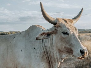 A white ox with curved horns standing on a dirt path. - Cozy Secluded Tiny House in Warialda, New South Wales (Warialda)