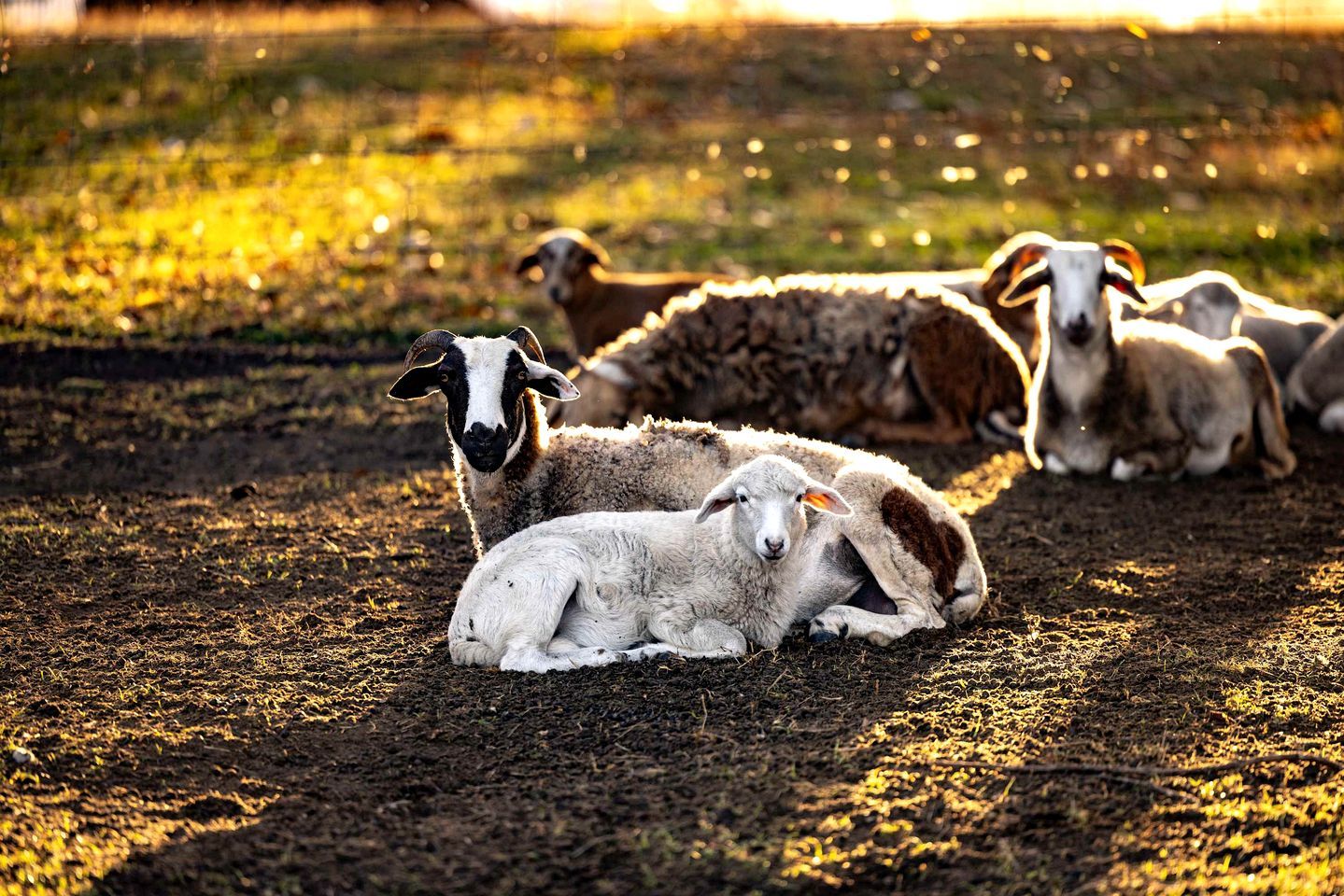 A group of sheep resting on a dirt ground with a fence in the background.