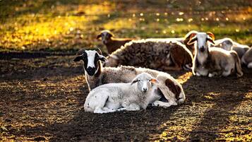 A group of sheep resting on a dirt ground with a fence in the background.
