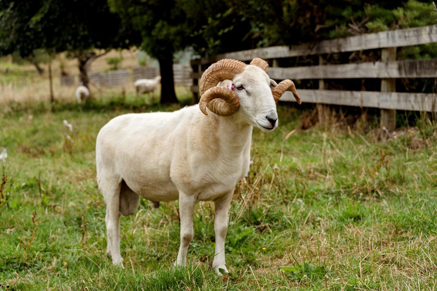 A ram with large curved horns standing in a grassy field with a wooden fence in the background.
