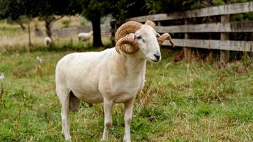 A ram with large curved horns standing in a grassy field with a wooden fence in the background.