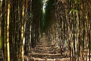A pathway flanked by tall bamboo trees.