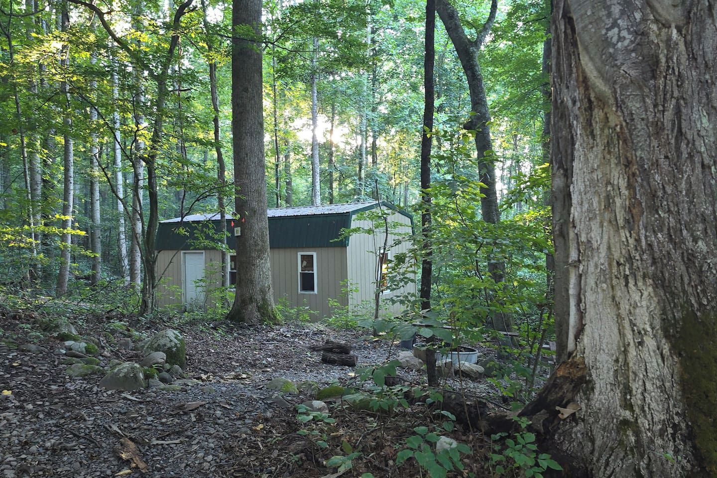 A cabin in a forest with a gravel path leading to it.