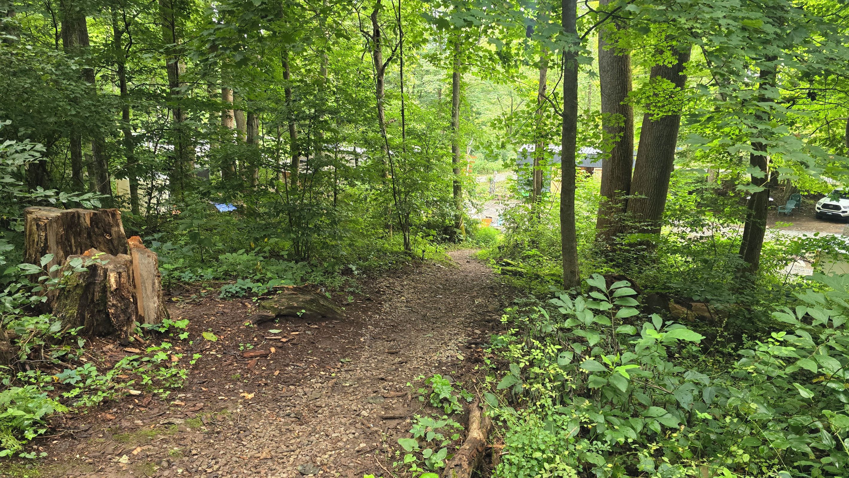A forested area with a dirt path leading through trees.