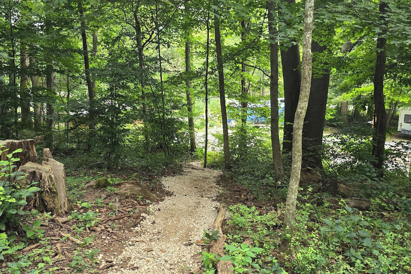 Une zone boisée avec un sentier de terre qui traverse les arbres.