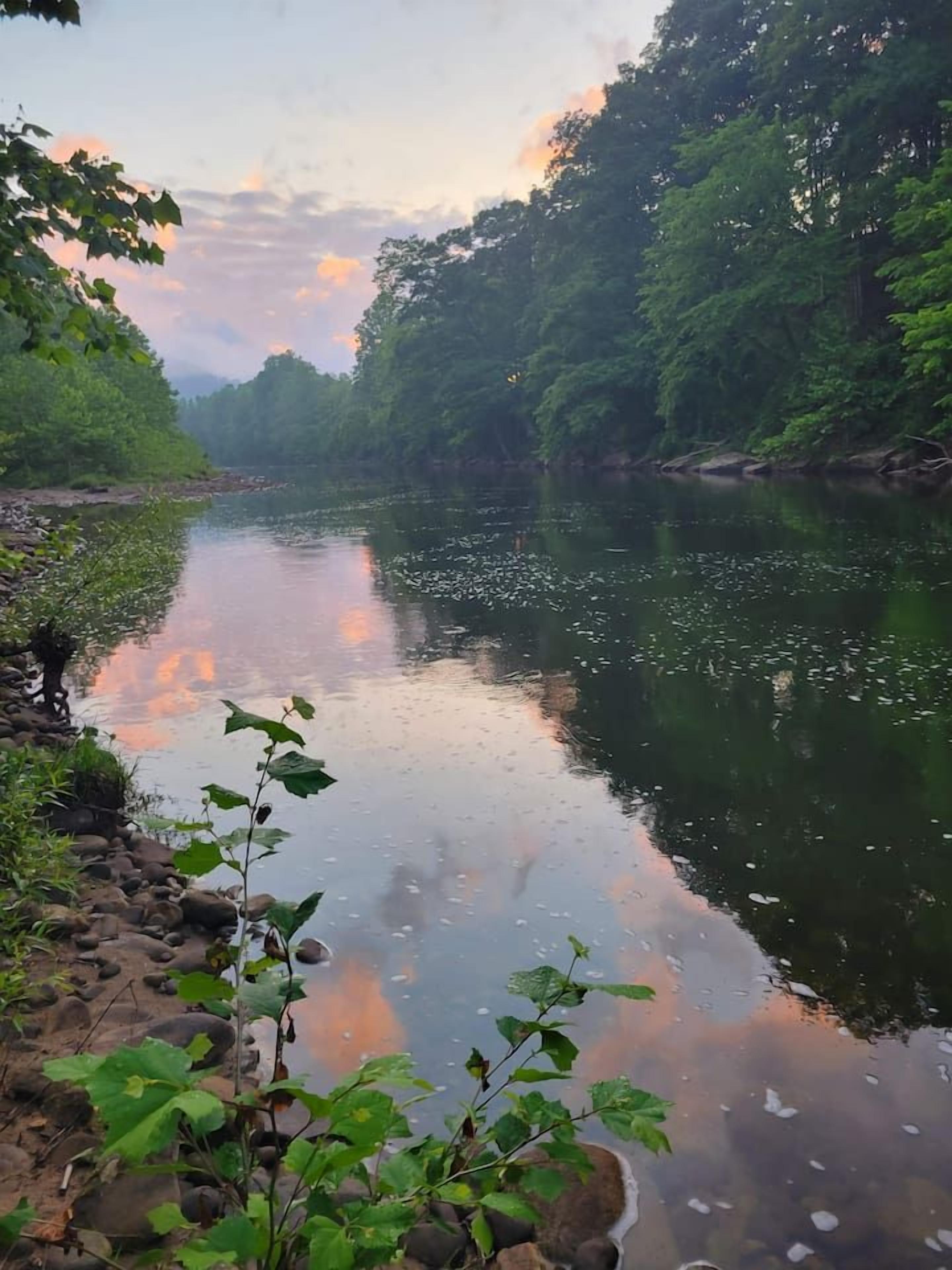 A river with a rocky bank and dense foliage on both sides.