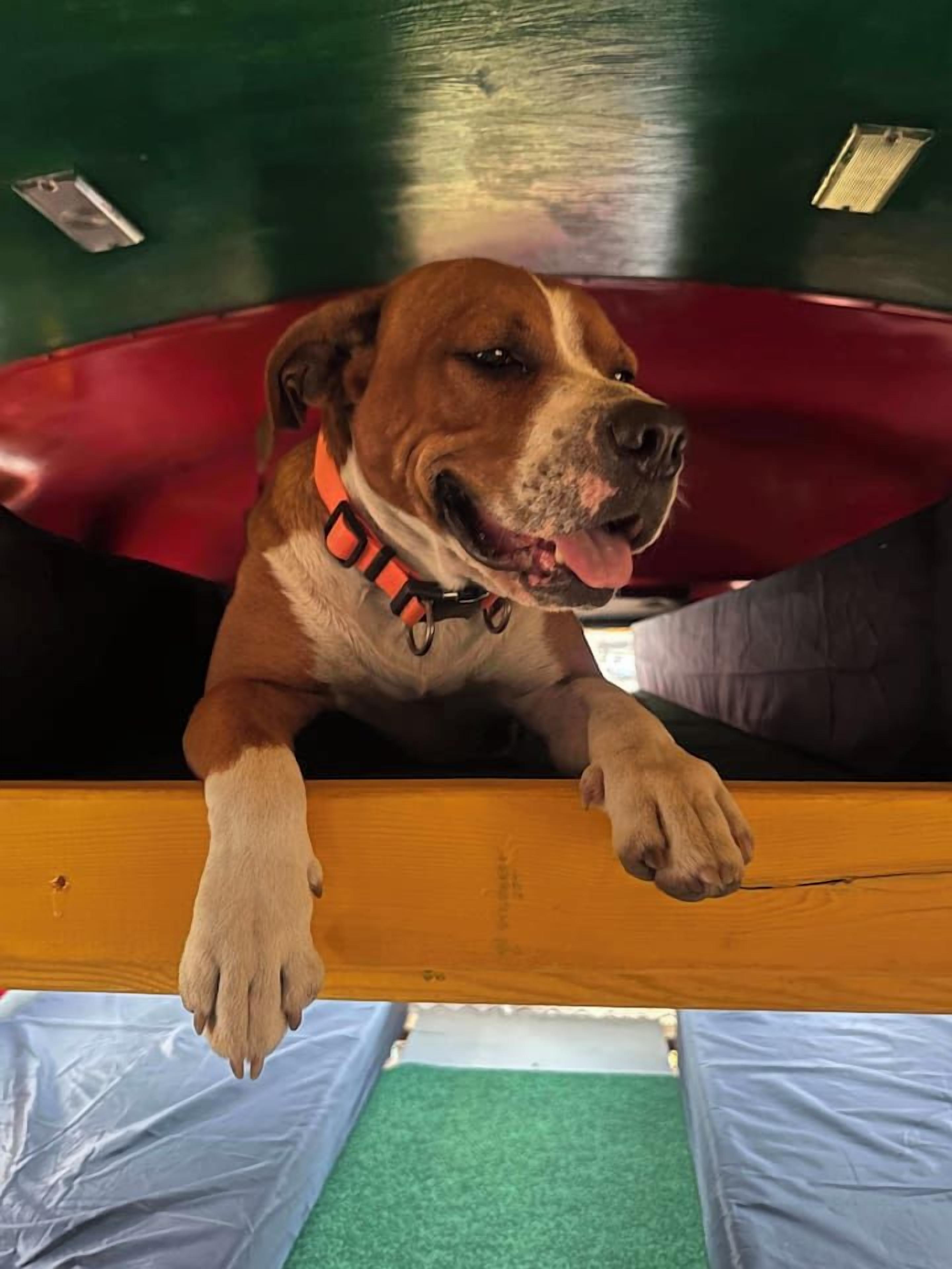 Un chien portant un collier rouge, appuyé sur une surface en bois, avec un sol vert visible en arrière-plan.