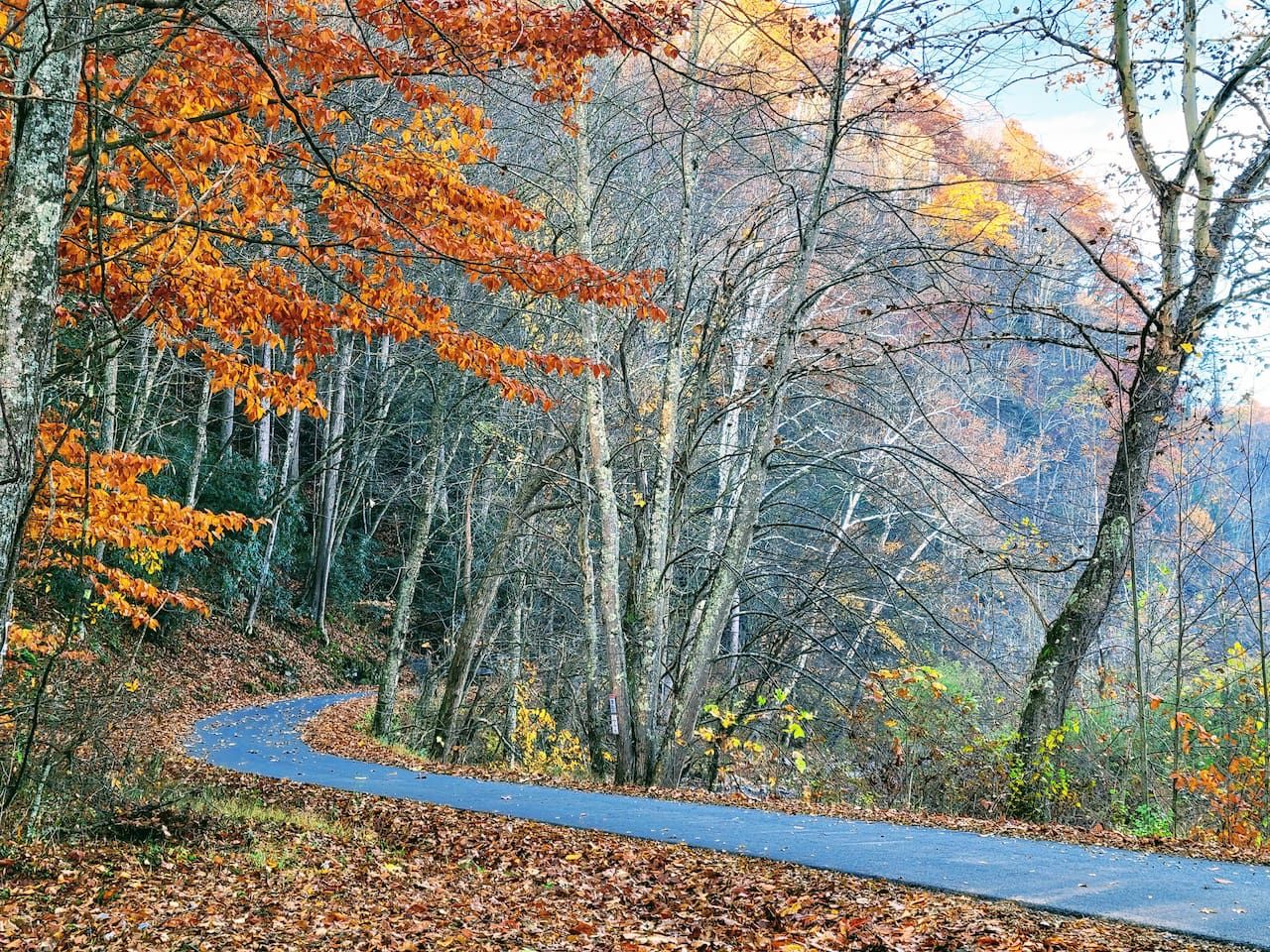 Un chemin sinueux qui traverse une forêt aux couleurs automnales.
