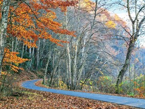 Un camino sinuoso a través de un bosque con follaje otoñal.