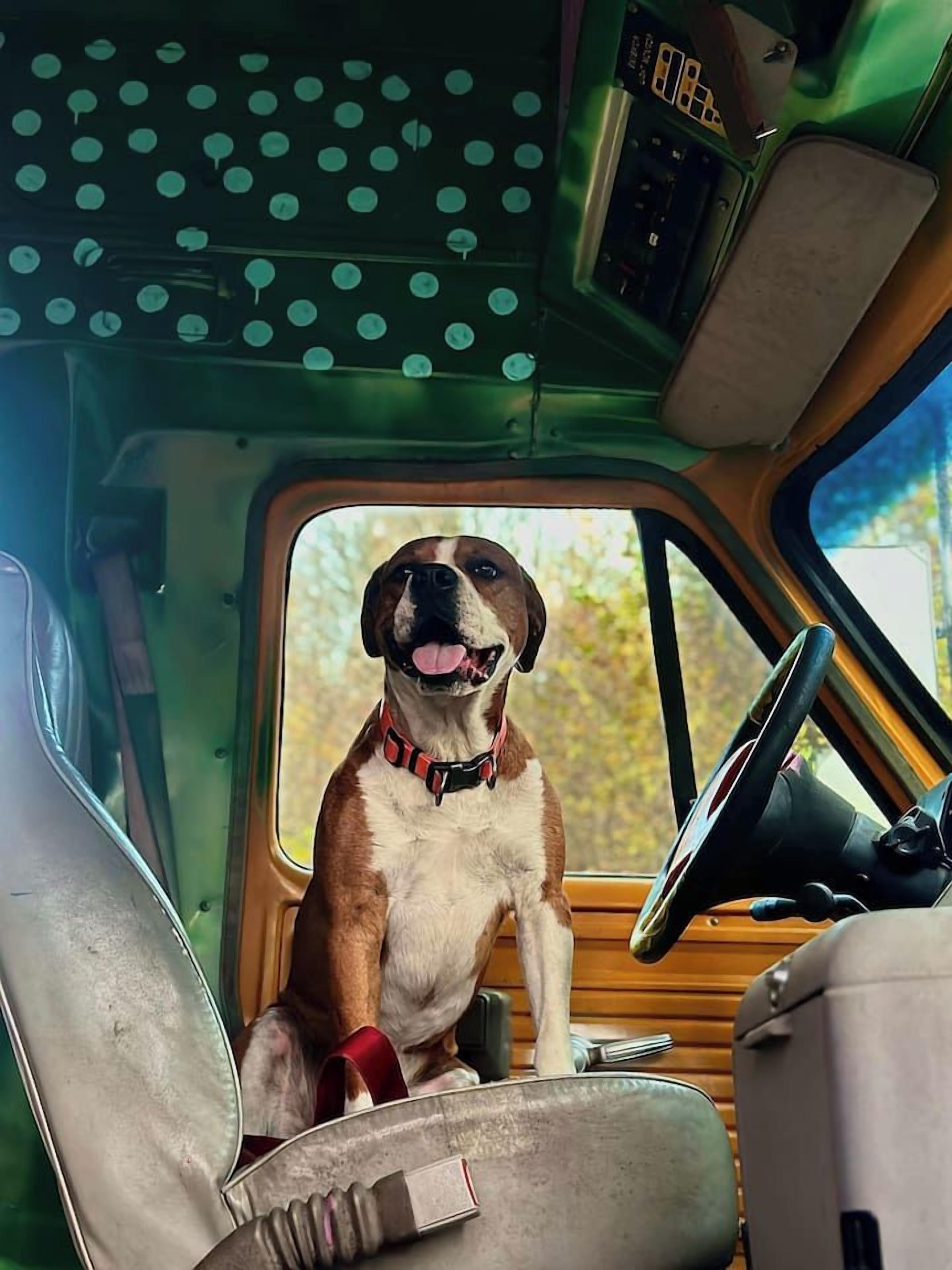 A dog sitting in the driver's seat of a vehicle with a steering wheel and dashboard visible.