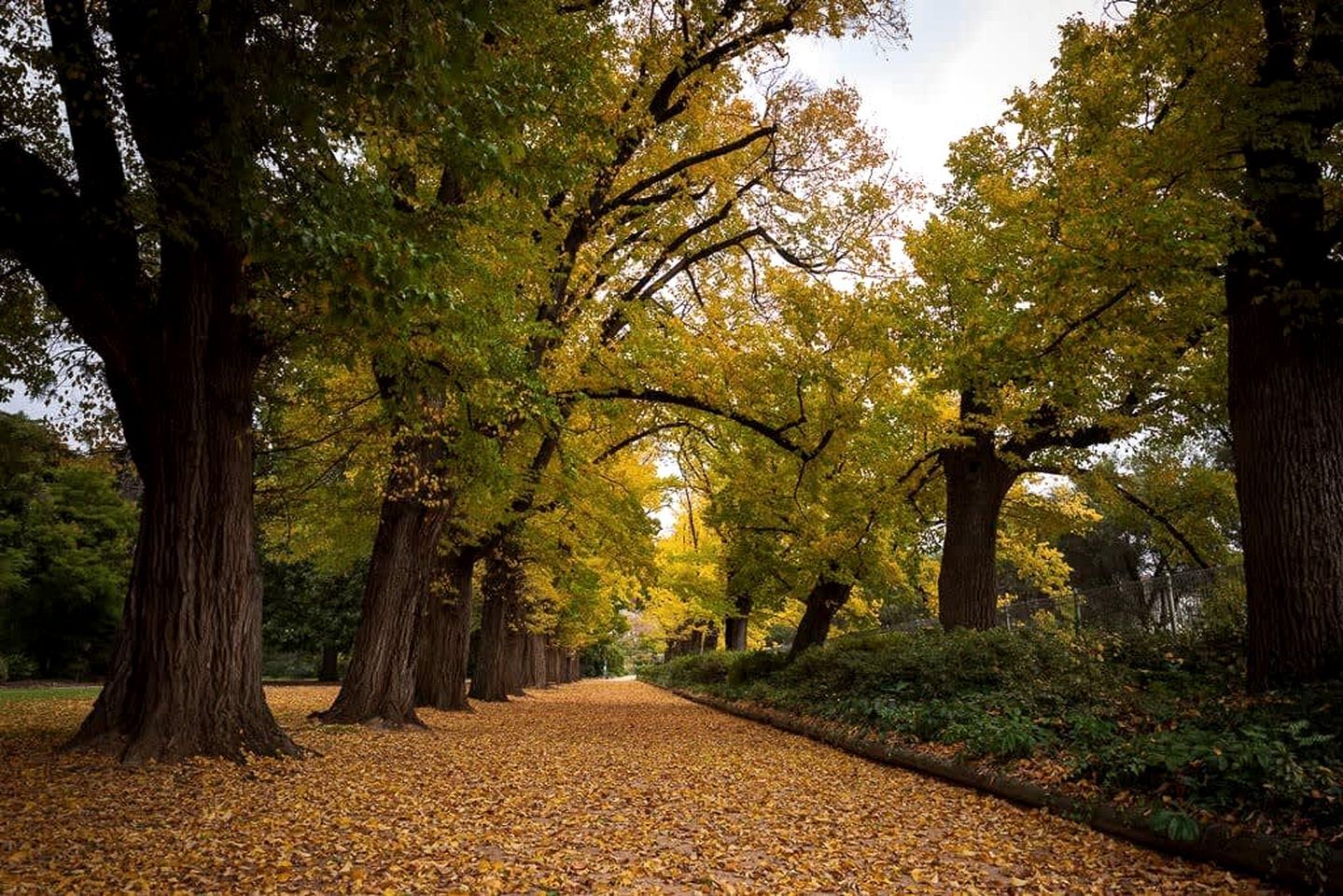 A pathway lined with large trees and a ground covered with fallen leaves.