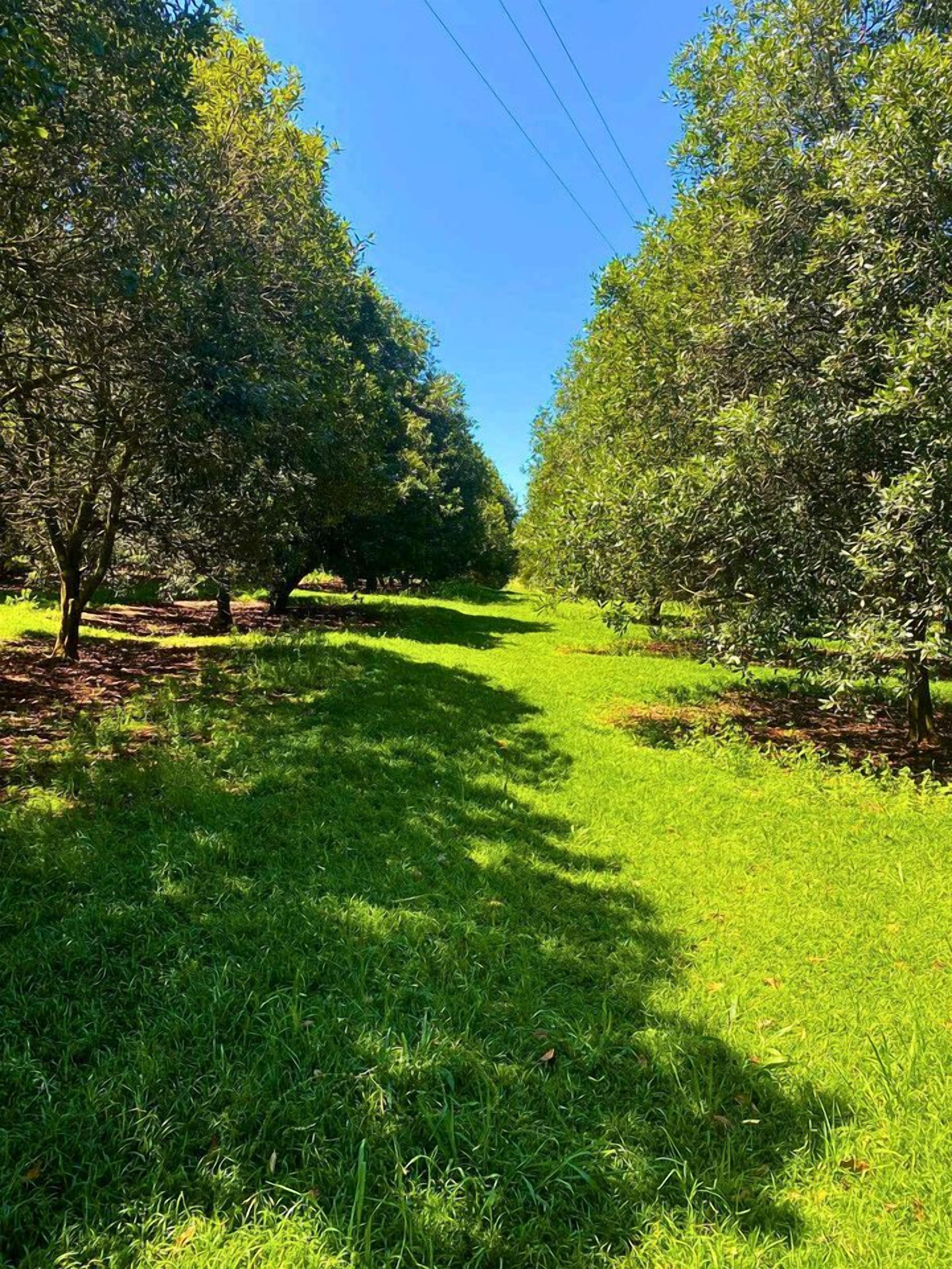 Un sendero bordeado de árboles en un entorno similar a un parque.