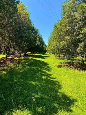 Un sendero bordeado de árboles en un entorno similar a un parque.
